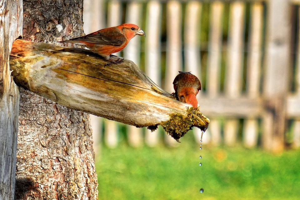 crossbills