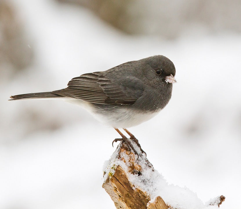 dark-eyed-junco-in-winter