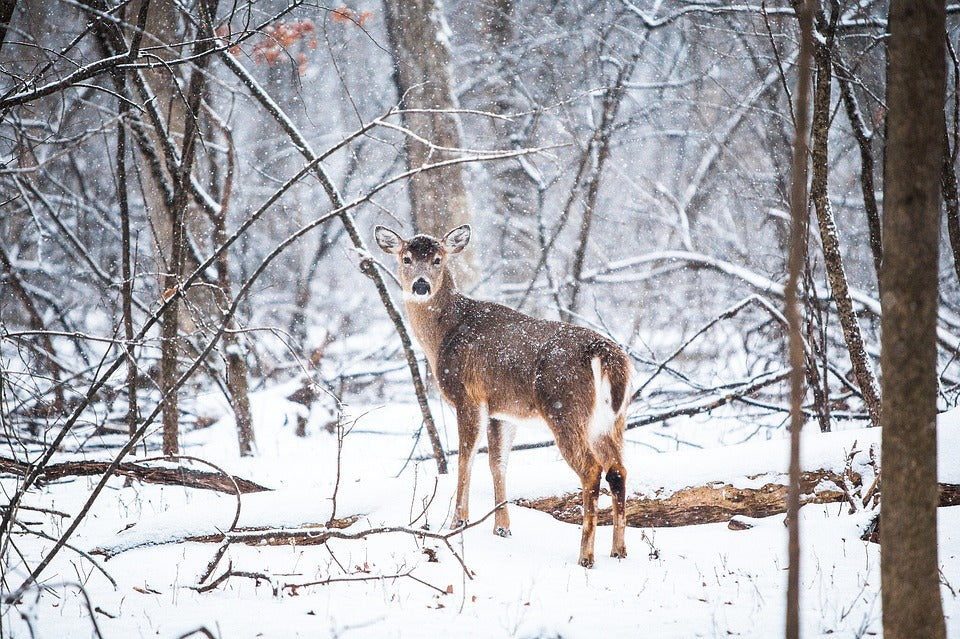 whitetail-deer