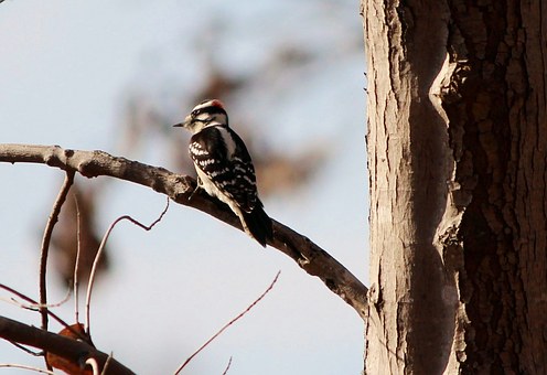 downy-woodpecker