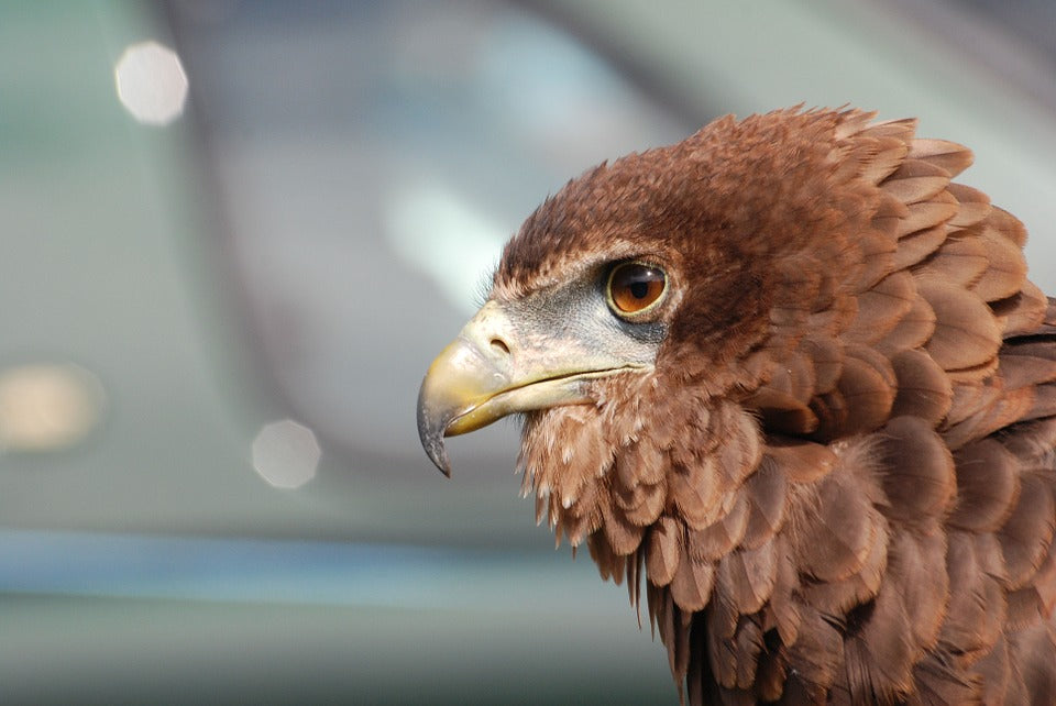 eagle-beak-sense-of-smell