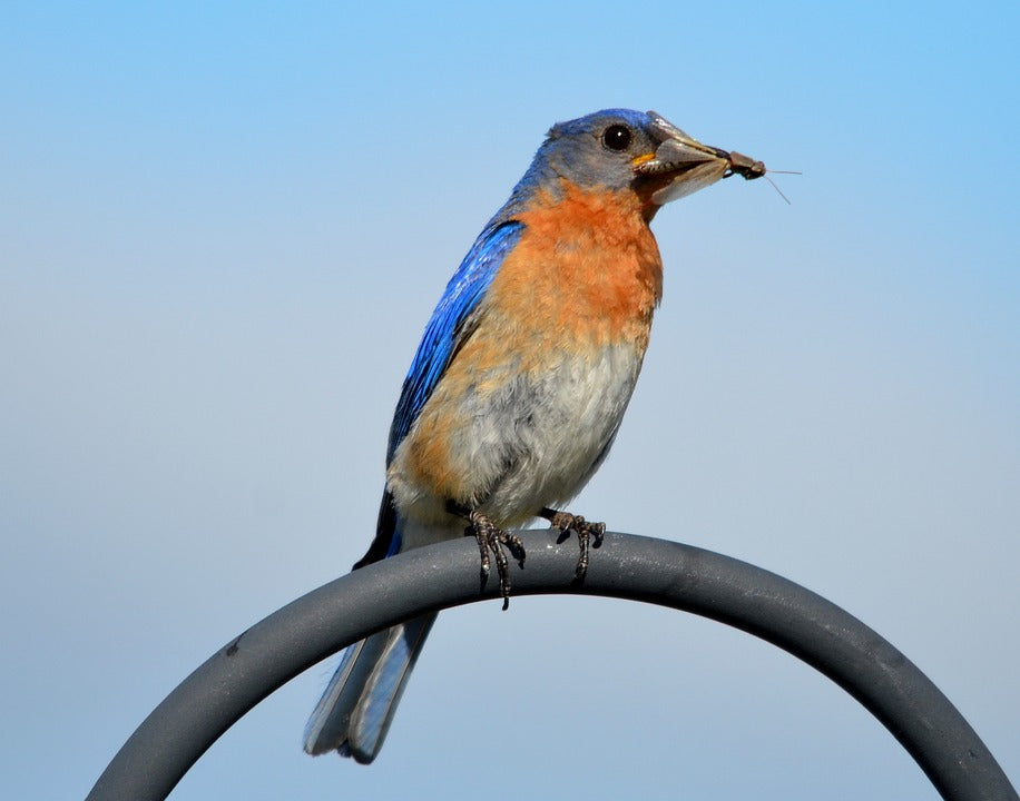 eastern-bluebird