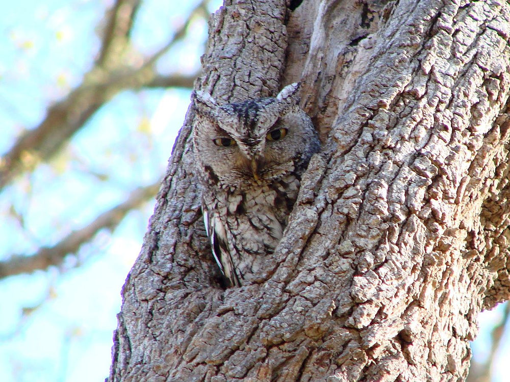 eastern-screech-owl