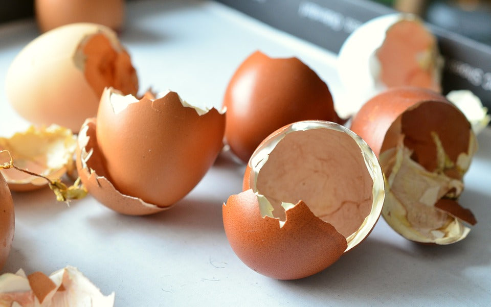 egg-shells