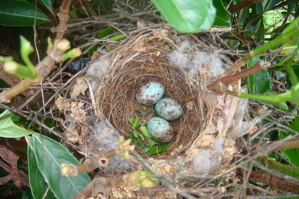 eggs-in-nest