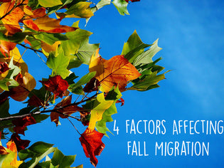  factors-affecting-fall-migration