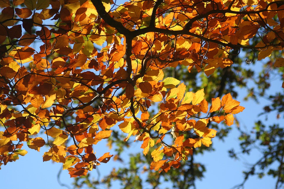 fall-foliage