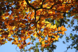  fall-foliage