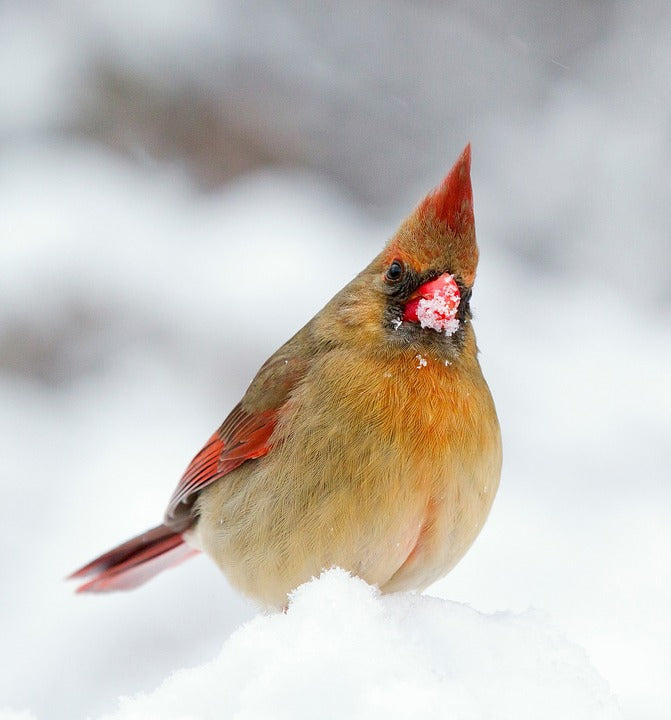 Expect Surprises from El Niño for This Year’s Great Backyard Bird Count