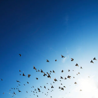  flock-of-birds-migrating