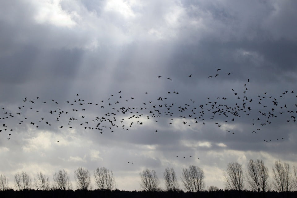 flock-of-birds