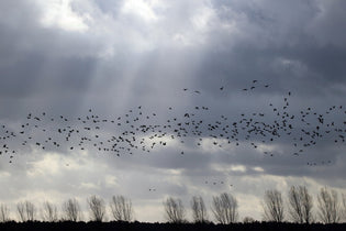  flock-of-birds