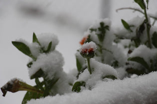  flowers-sprouting-through-snow