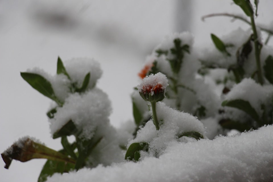 flowers-sprouting-through-snow