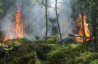  forest-fire