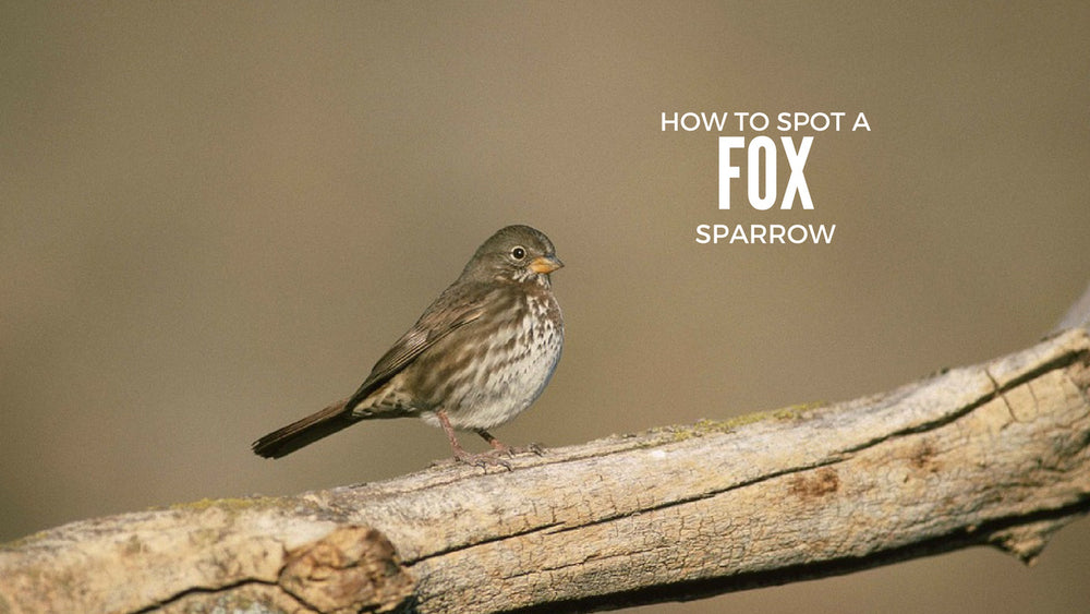 fox-sparrow