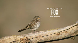  fox-sparrow