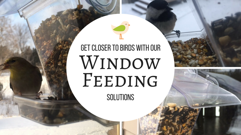 window-feeders-for-birds