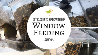  window-feeders-for-birds