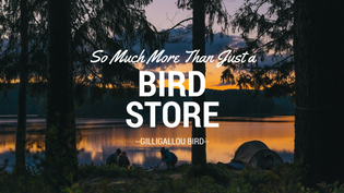  a-bird-watching-store-and-more-ottawa