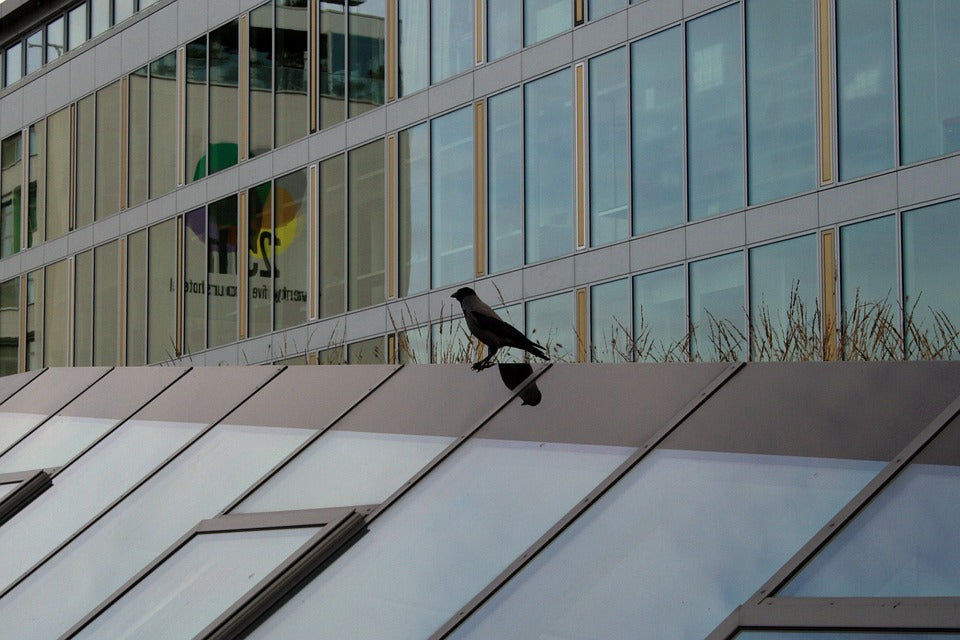 bird-near-glassed-downtown-buildings