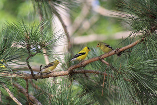  goldfinches-in-cover