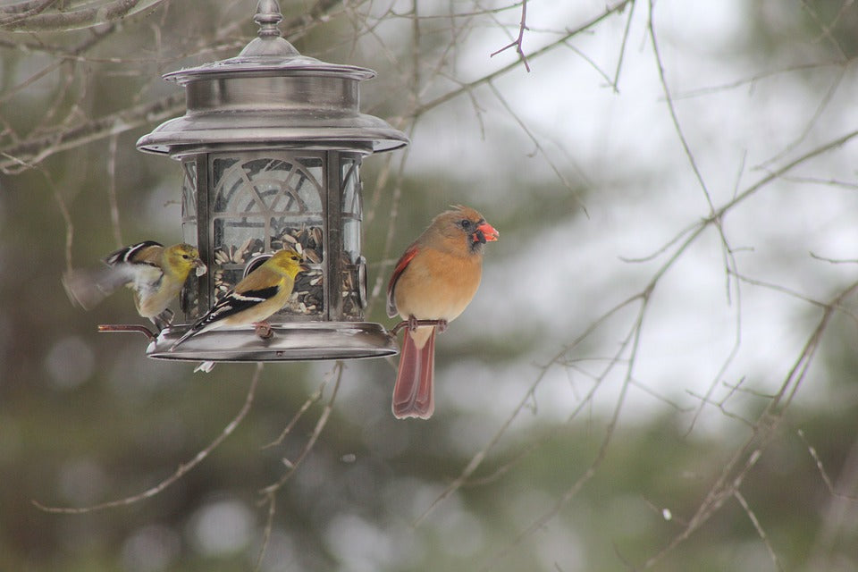 goldinch-and-cardinal-on-winter-feeder