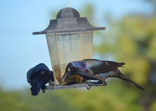  grackles-taking-over-bird-feeder