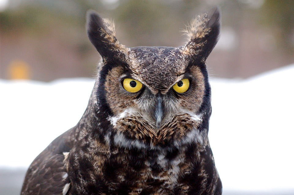 great-horned-owl