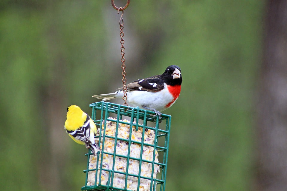 rose-breasted-grosbeak-on-suet-cage