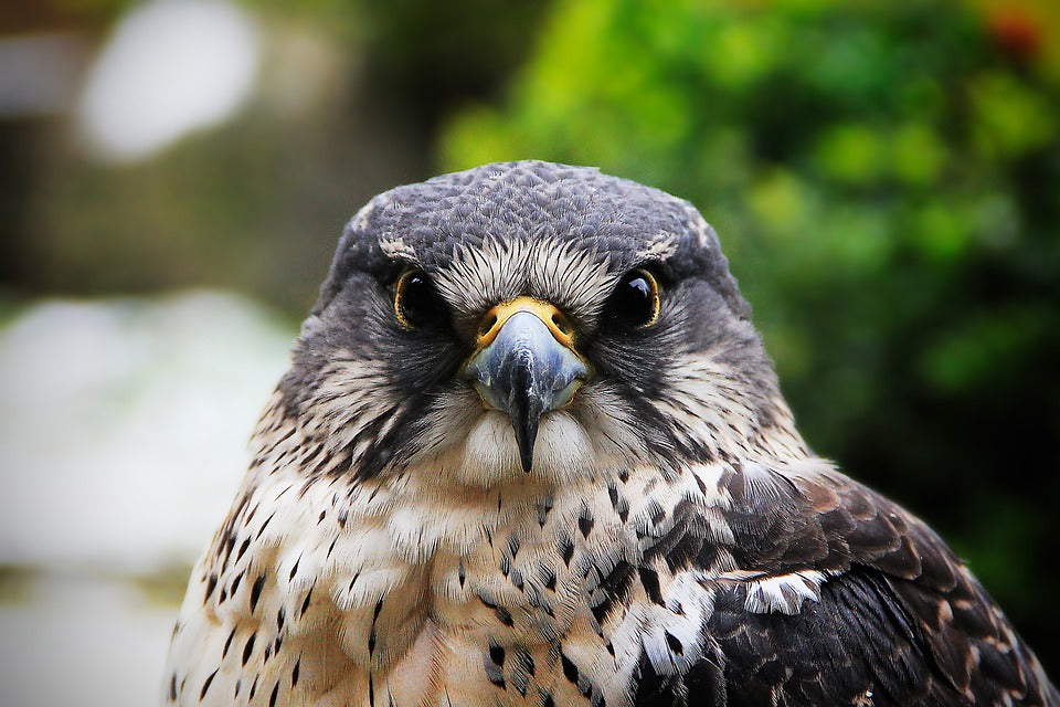 Essential Hawk Migration Glossary for Birding Enthusiasts – Gilligallou ...