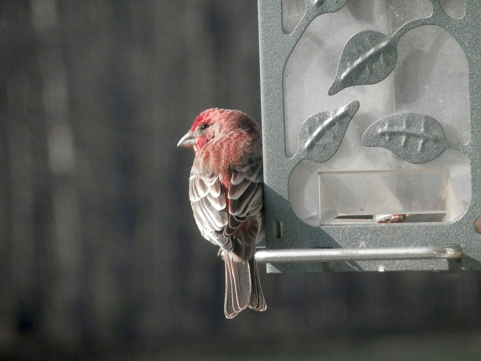 house-finch