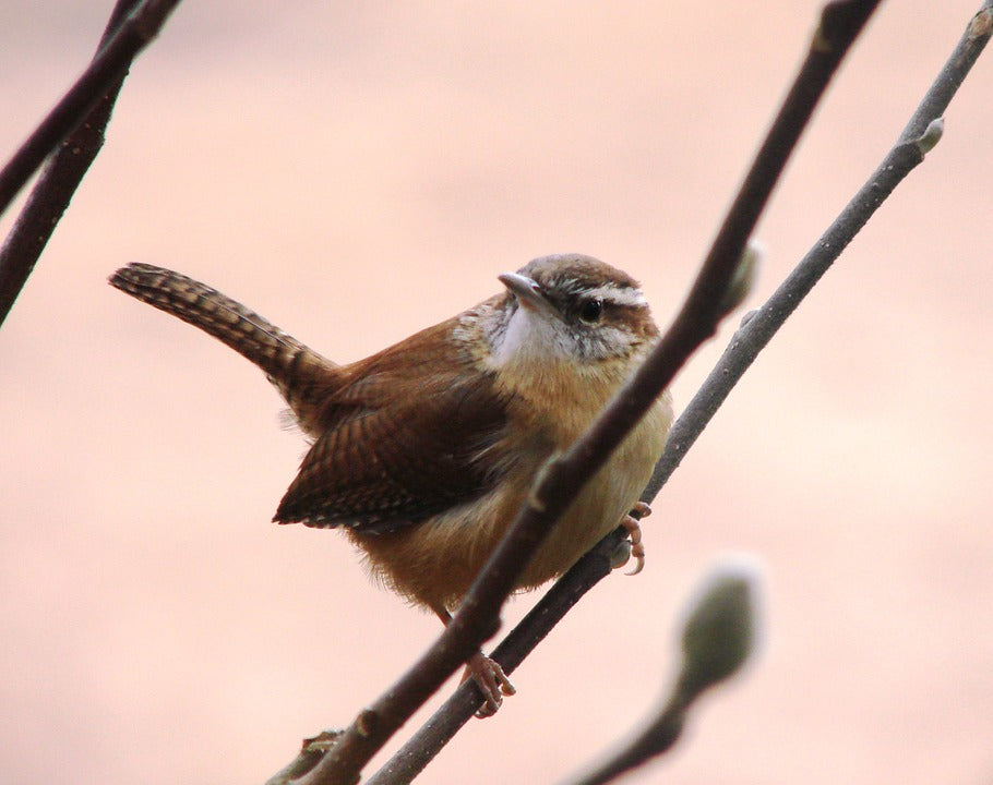 The Peculiar Ways of the House Wren