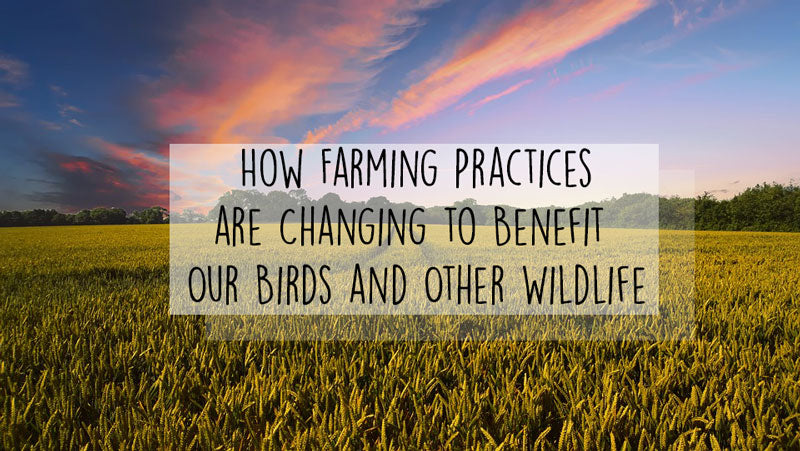 How Farming Practices are Changing to Benefit Our Birds and Other Wildlife