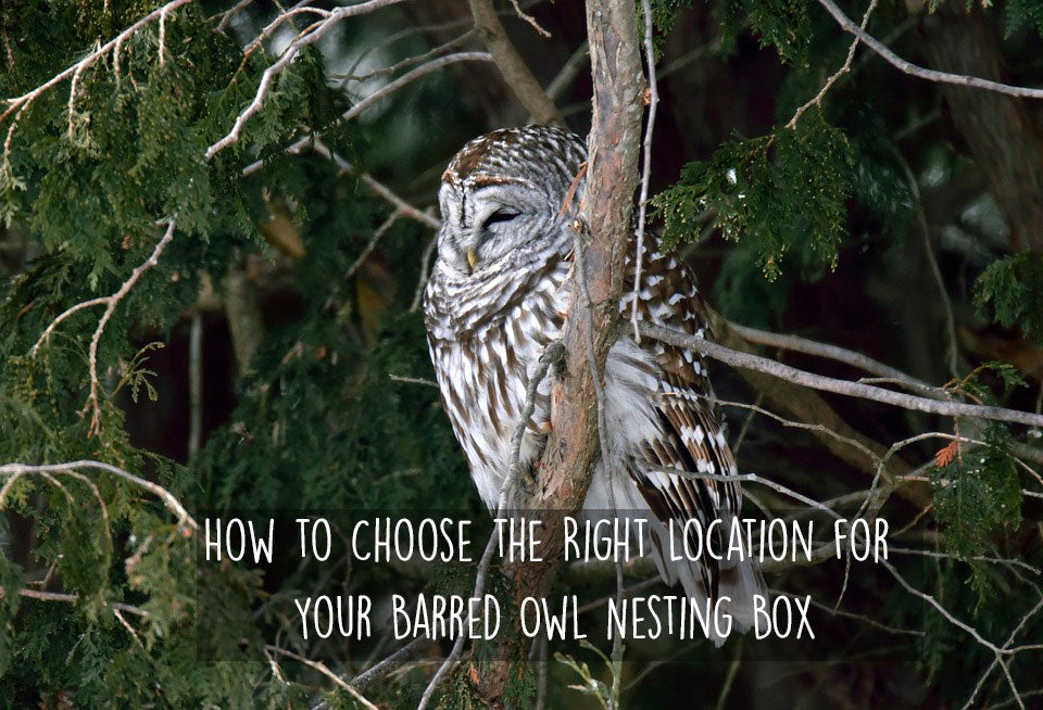 how-to-choose-the-right-location-for-barred-owl-box