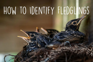  how-to-identify-fledglings