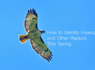  identifying-raptors-in-spring