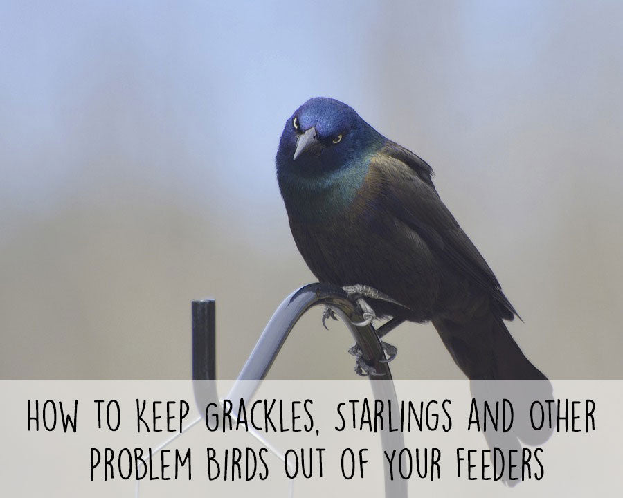 how-to-keep-grackles-and-starlings-out-of-feeders