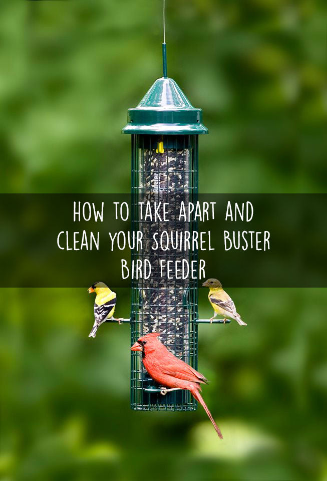 Clean Your Squirrel Buster Bird Feeder: Step-by-Step Guide ...