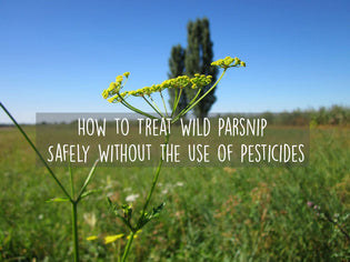  how-to-treat-wild-parsnip