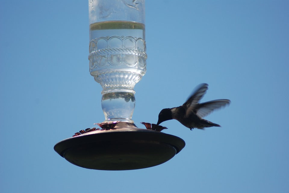 hummingbird-at-feeder