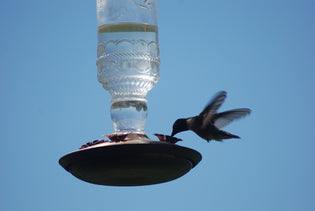  hummingbird-at-feeder