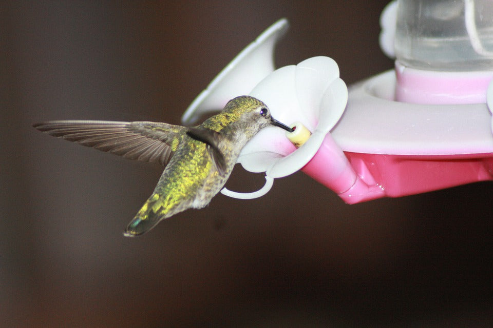 hummingbird-eating-nectar