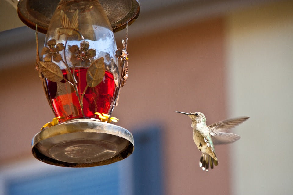 hummingbird-feeding-on-nectar