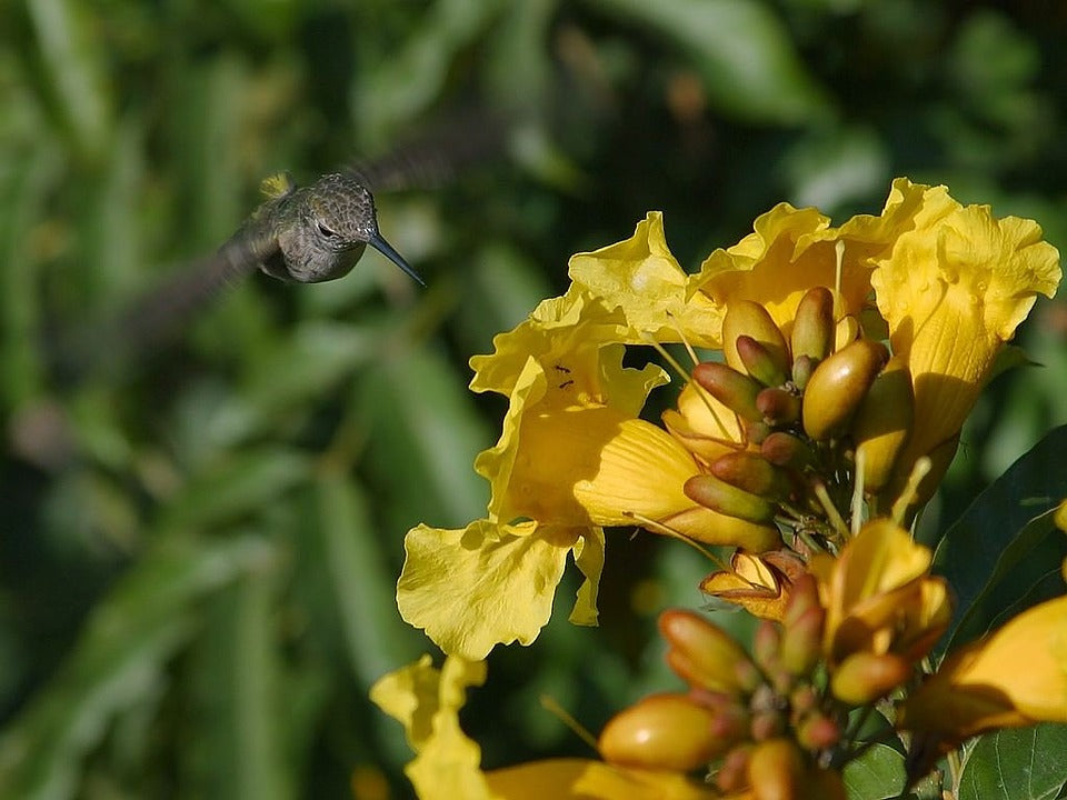 hummingbird-on-flower