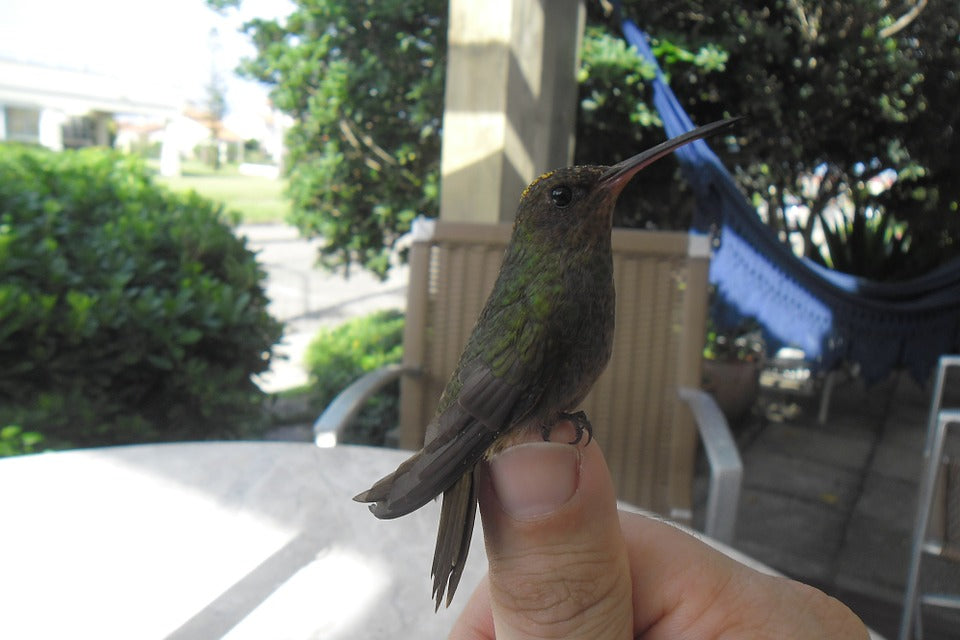 hummingbird-hand-feeding