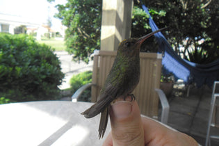  hummingbird-hand-feeding