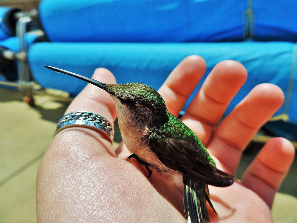 hummingbird-in-the-hand-of-a-rescuer