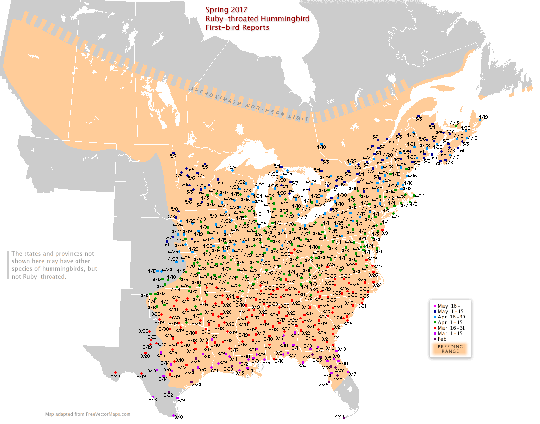 The Hummingbirds Are Here! – Gilligallou Bird