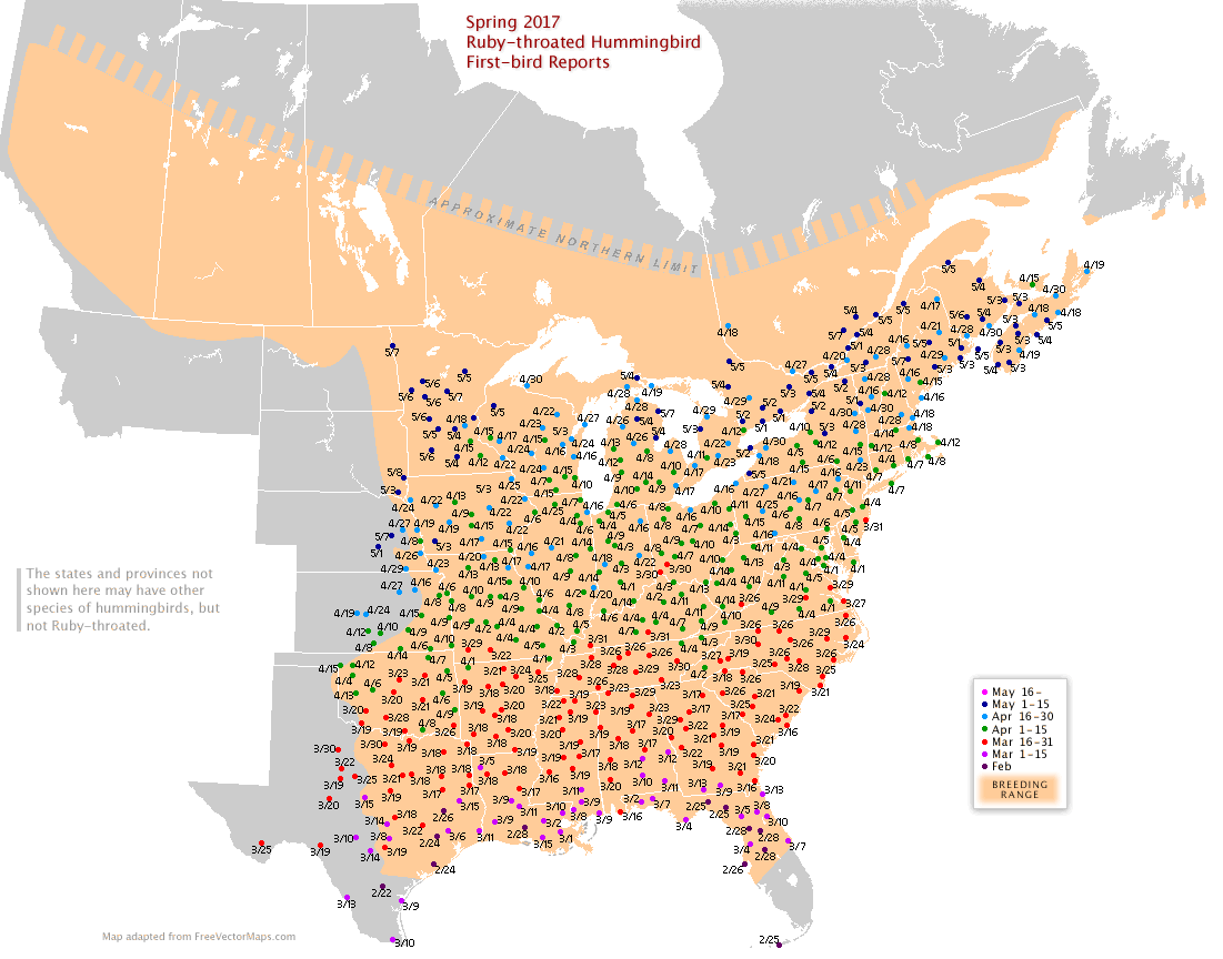 Hummingbirds Arrive: Your Guide to Attracting Ruby-Throated Hummers ...